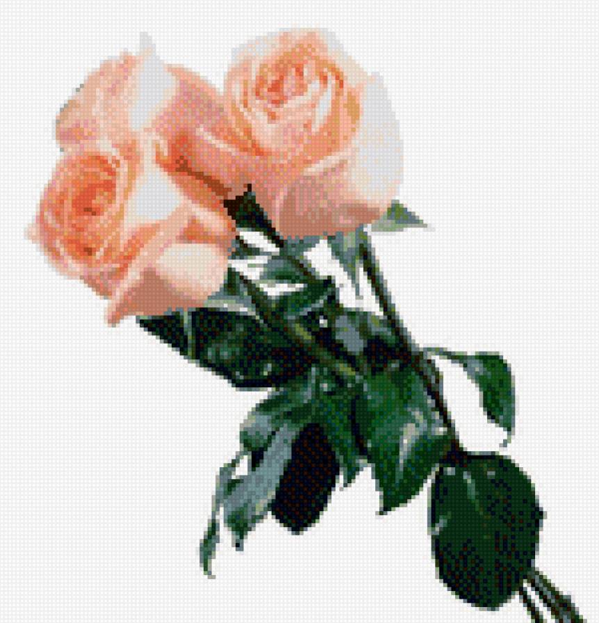 розы - предпросмотр