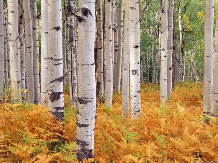Осенние берёзки - оригинал