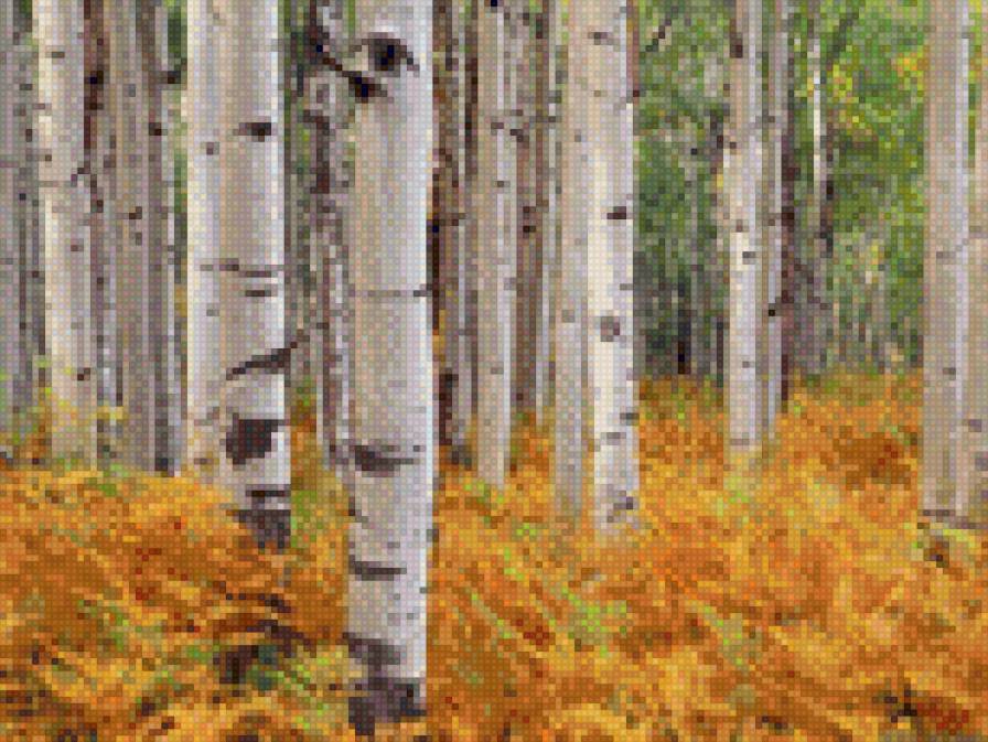 Осенние берёзки - предпросмотр