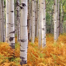 Схема вышивки «Осенние берёзки»