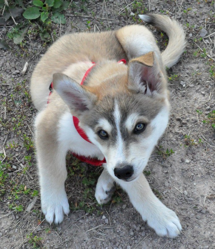 Алиска - собака, щенок - оригинал