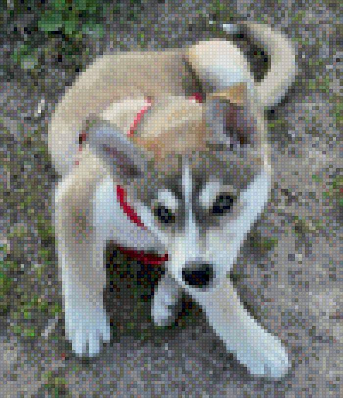 Алиска - щенок, собака - предпросмотр