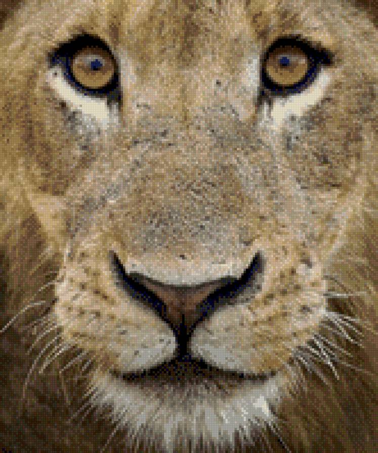 Лев - взгляд, животные, львы - предпросмотр