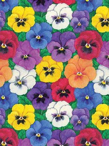 анютины глазки - оригинал