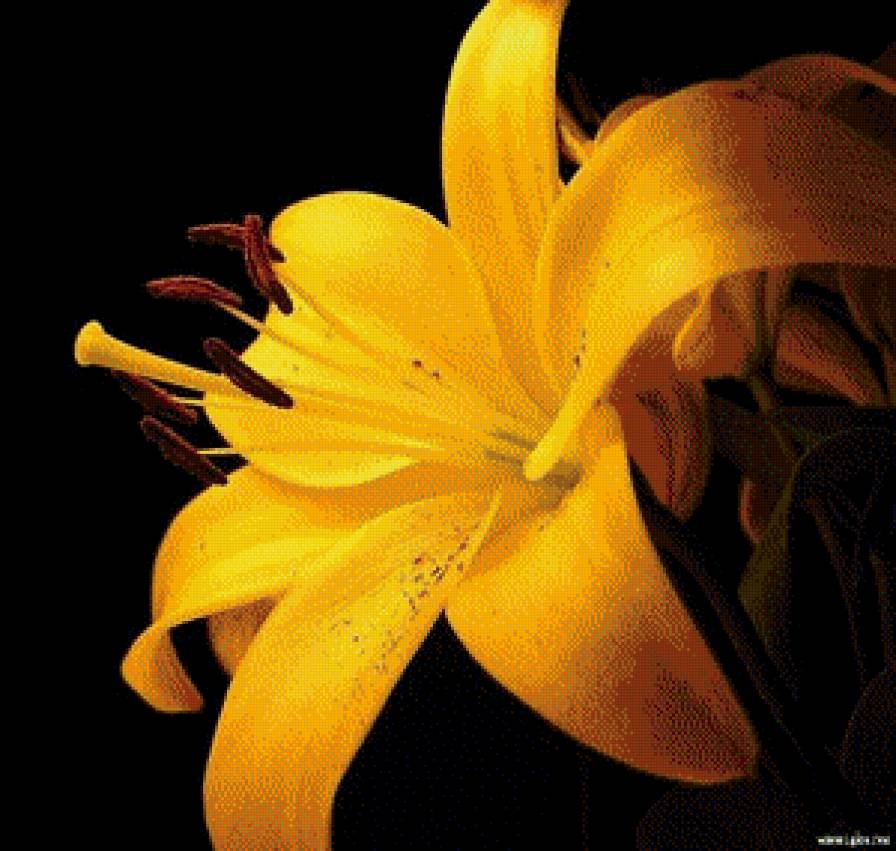 цветок - предпросмотр