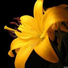 Схема вышивки «цветок»