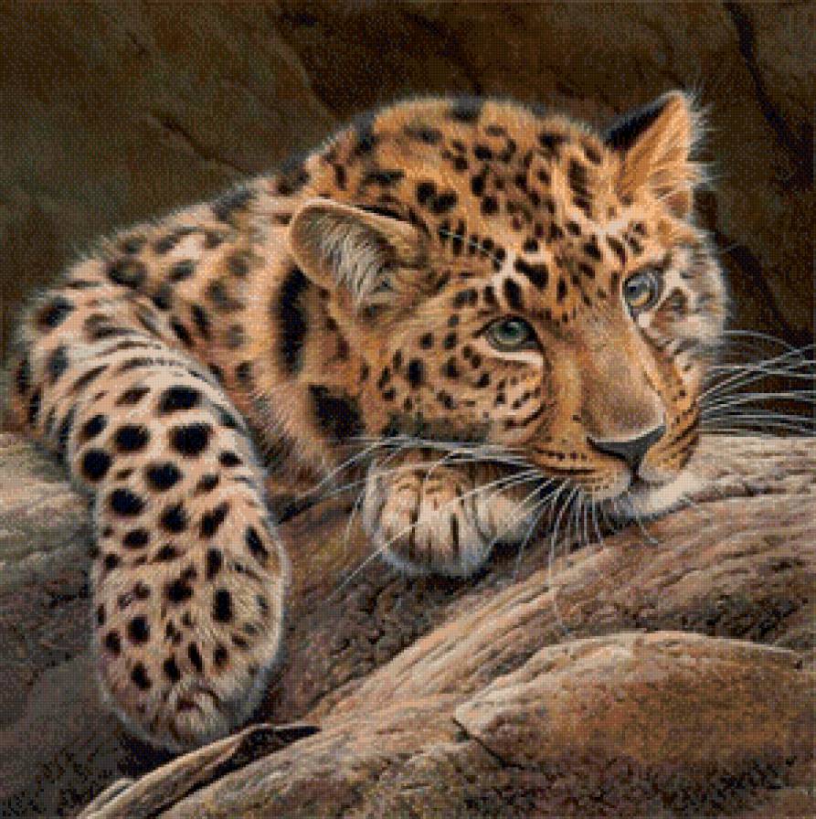 животные планеты - леопард, ягуар, хищник - предпросмотр
