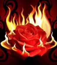 пламеная роза