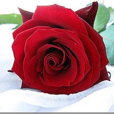 Оригинал схемы вышивки «красная роза» (№543931)