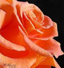 оранжевая роза