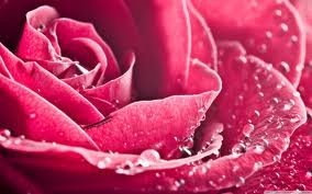 роса на розе - розы, цветы, роса, красиво - оригинал