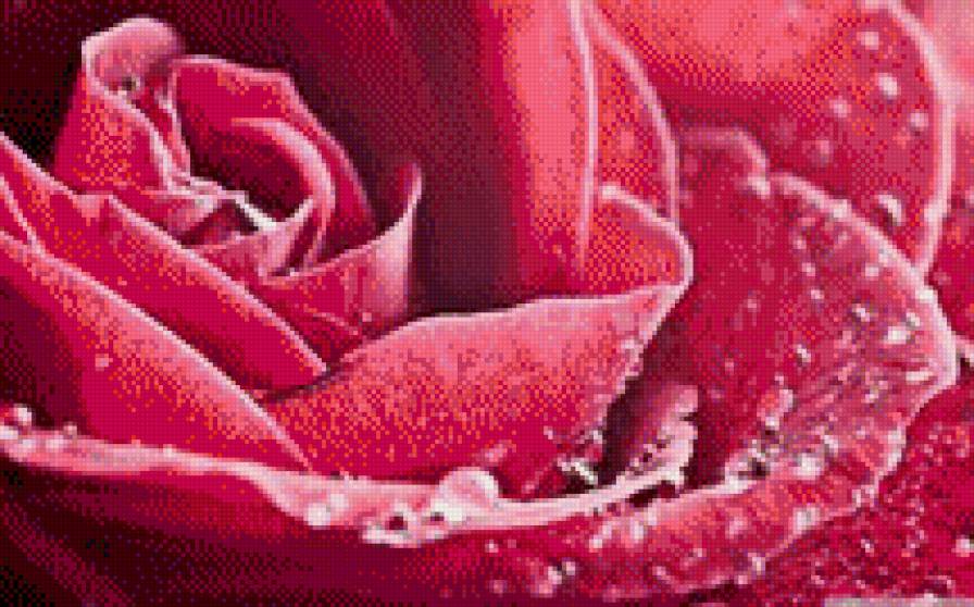 роса на розе - красиво, розы, роса, цветы - предпросмотр