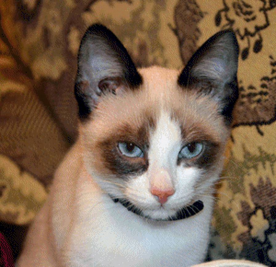 Машка - коты - предпросмотр