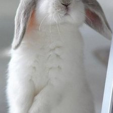 Схема вышивки «Любопытный зайка»