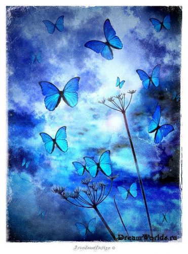 Бабочки - бабочки - оригинал