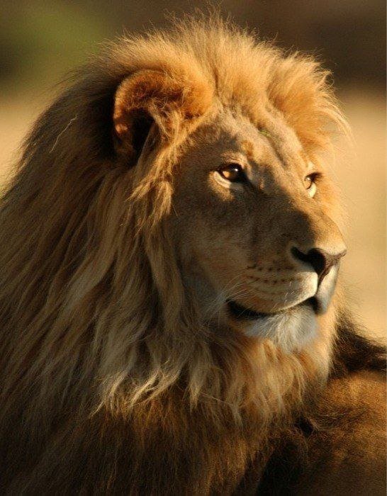 Лев - лев - оригинал