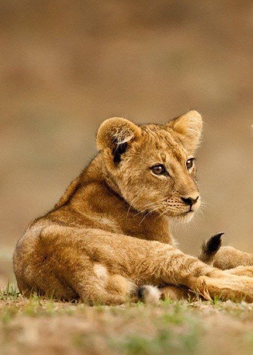 Лвёнок - львенок - оригинал