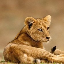 Схема вышивки «Лвёнок»