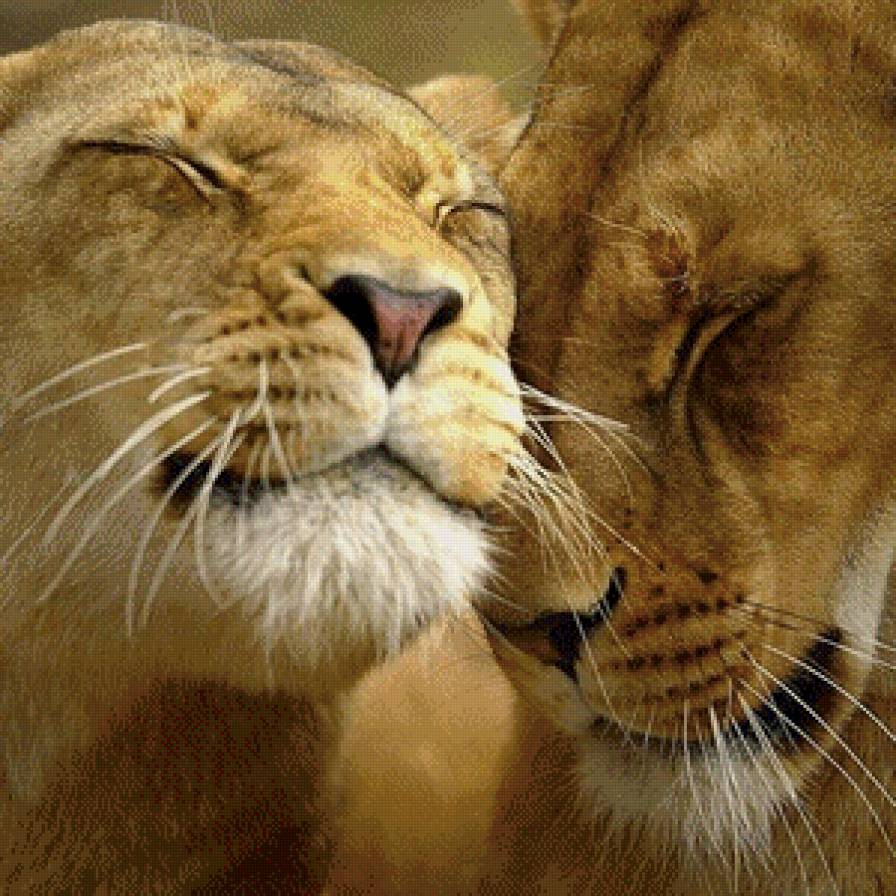 Львицы - львицы - предпросмотр