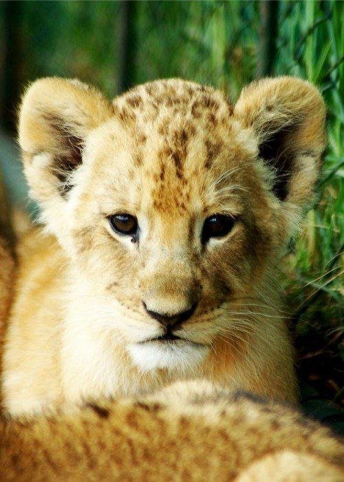 Львёнок 2 - львенок - оригинал