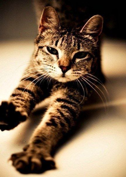 Кошкины потягушечки - кот, кошка, потягивание - оригинал