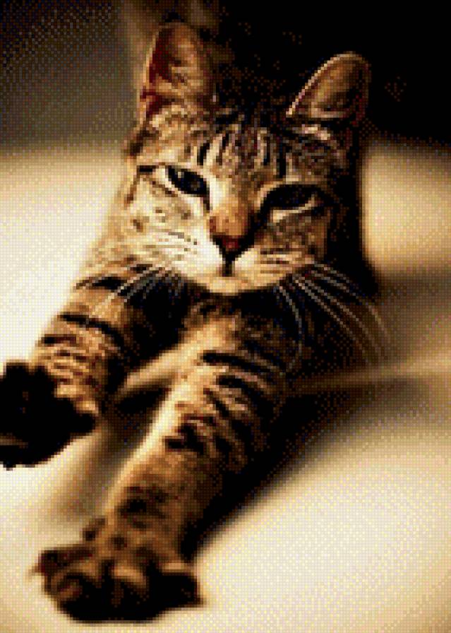 Кошкины потягушечки - кошка, кот, потягивание - предпросмотр