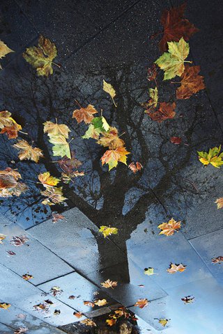 Осеннее дерево - дерево, листья, осень, отражение - оригинал