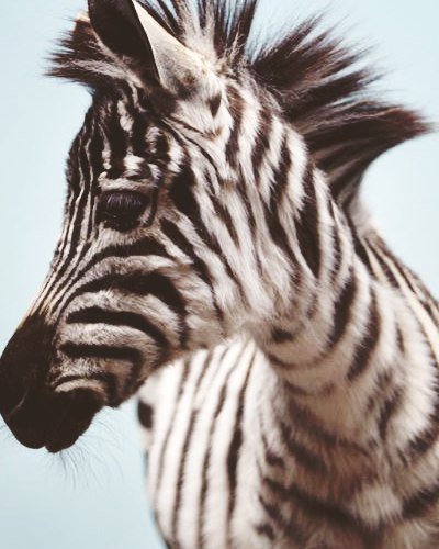 ap in the air - 30stm - оригинал