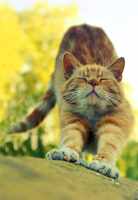 Кот - кот, кошка - оригинал