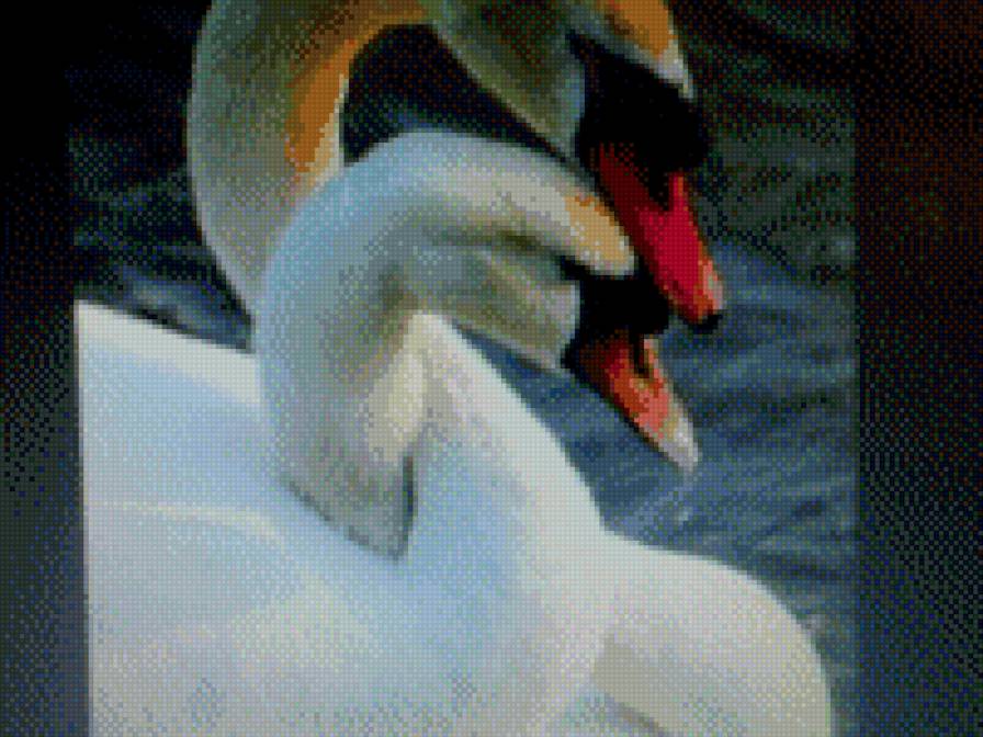 лебеди - пара - предпросмотр