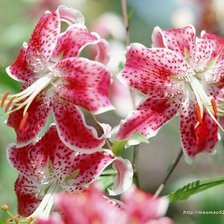 Схема вышивки «№545138»