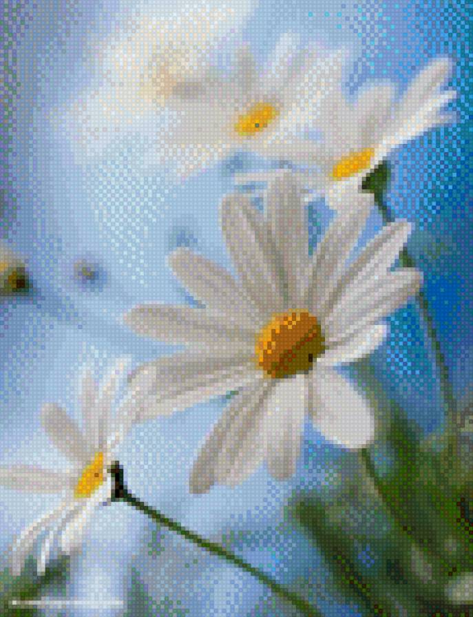 Ромашки - цветы, ромашки - предпросмотр