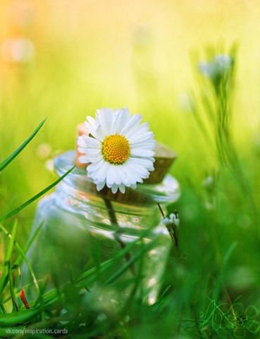 №545165 - цветы, ромашка - оригинал