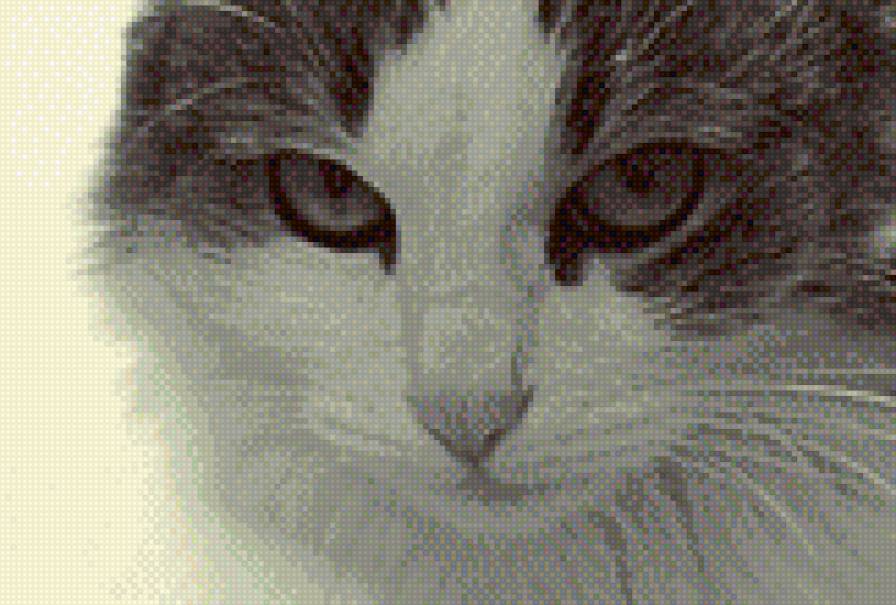 Кошачьи глазки - чернобелое, кошка, варя, усы, взгляд - предпросмотр