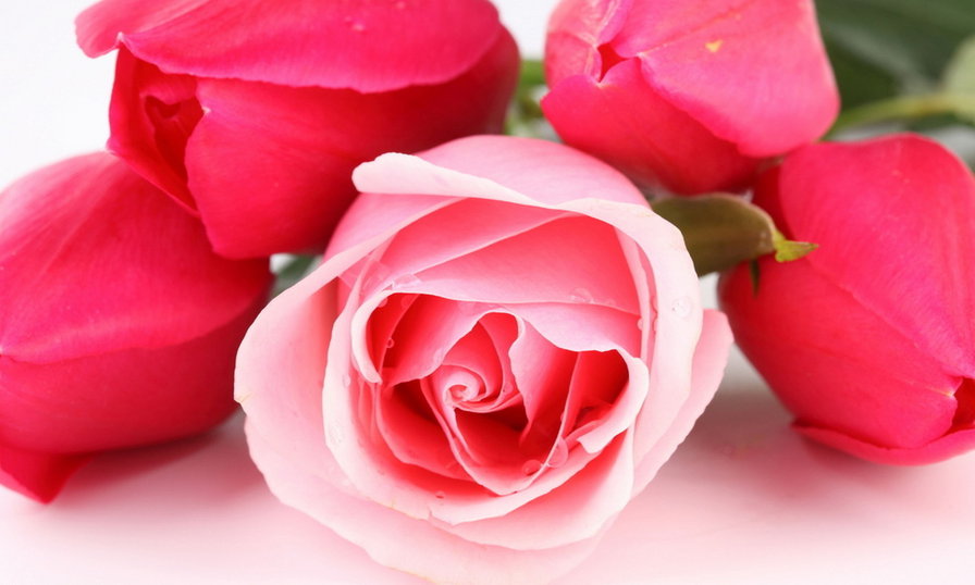 №545319 - цветы - оригинал