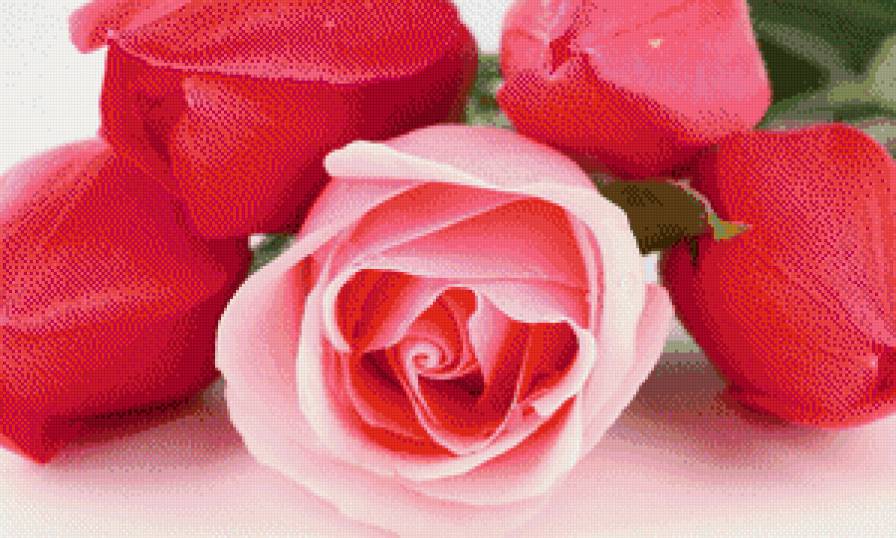 №545319 - цветы - предпросмотр