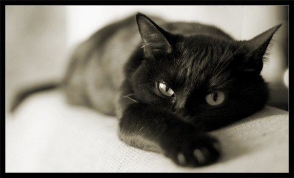 Чёрная кошка - кот, кашка - оригинал