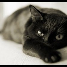 Оригинал схемы вышивки «Чёрная кошка» (№545364)