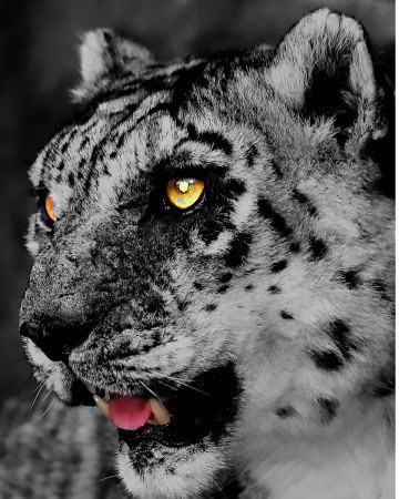 Снежный барс - барс, кошка - оригинал