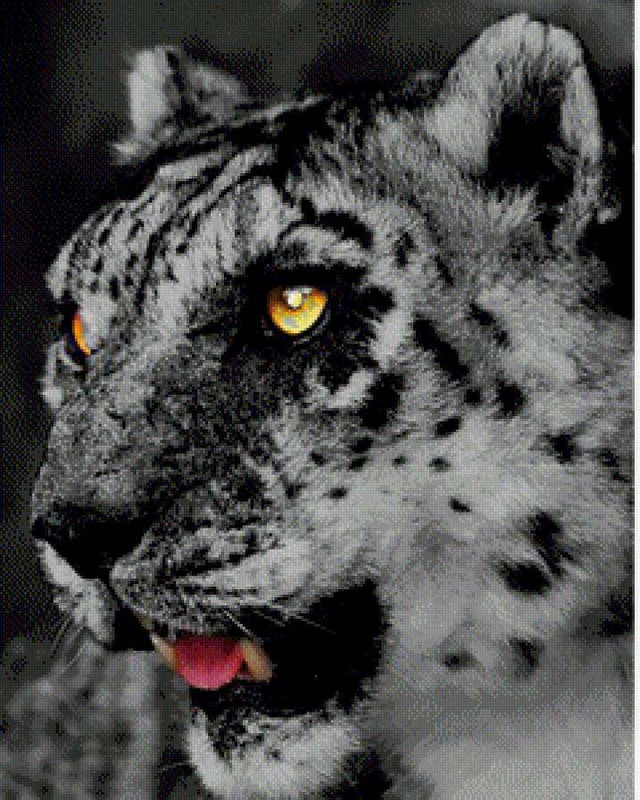 Снежный барс - кошка, барс - предпросмотр