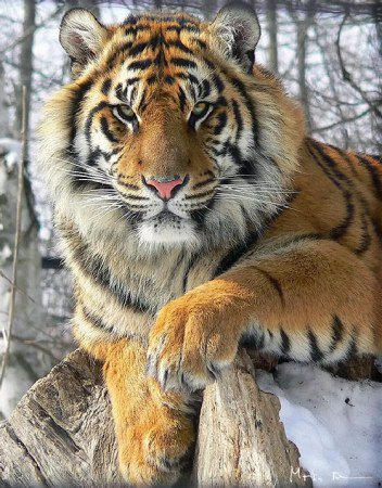 Тигр - тигр, кот - оригинал