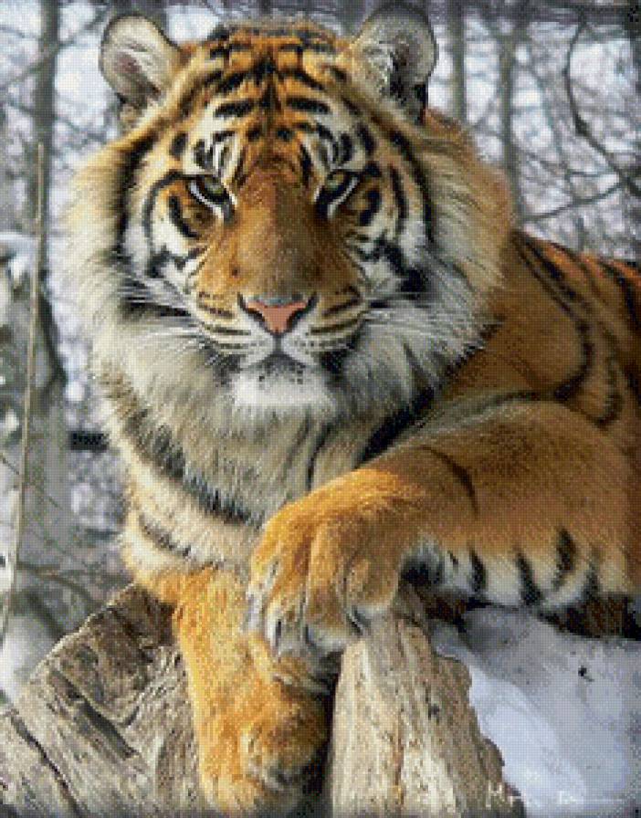 Тигр - тигр, кот - предпросмотр