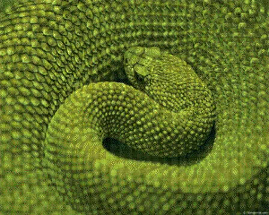 Змея 2 - змея - предпросмотр