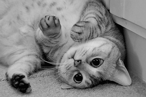 Кошка 2 - кошка, потягивание, кот - оригинал