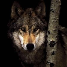 Схема вышивки «Волк»