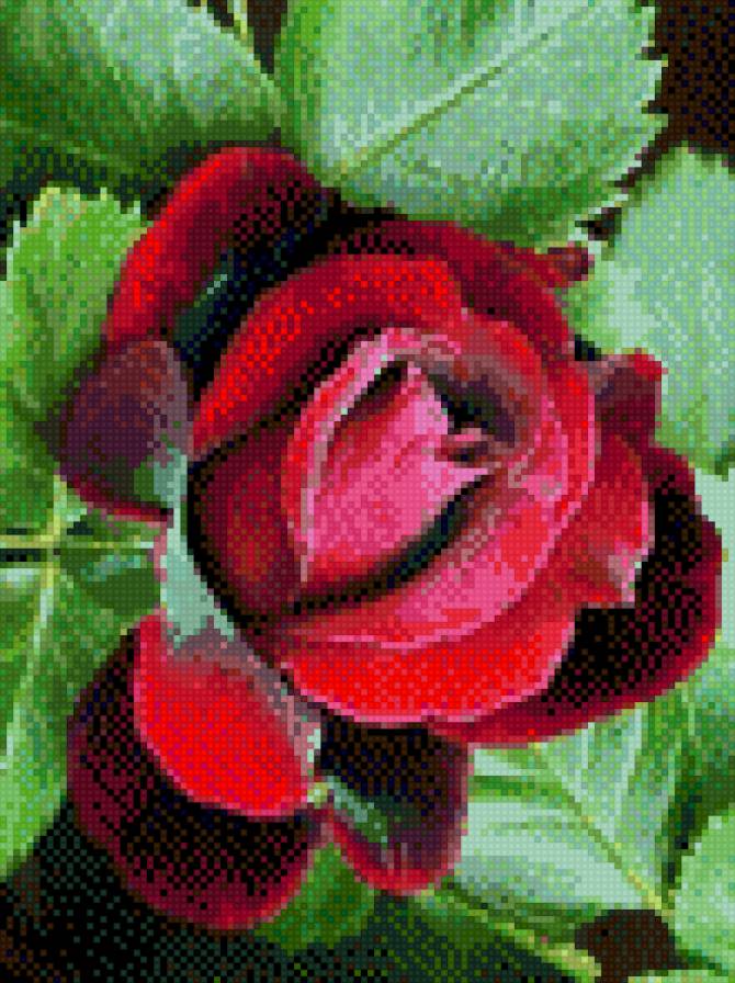 Роза - цветы - предпросмотр