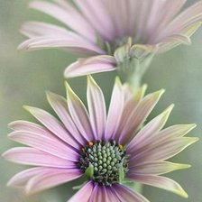 Схема вышивки «№545570»