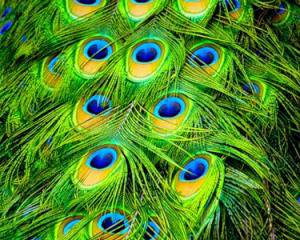 Перо Павлина - оригинал