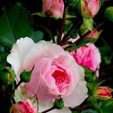 Схема вышивки «№545623»