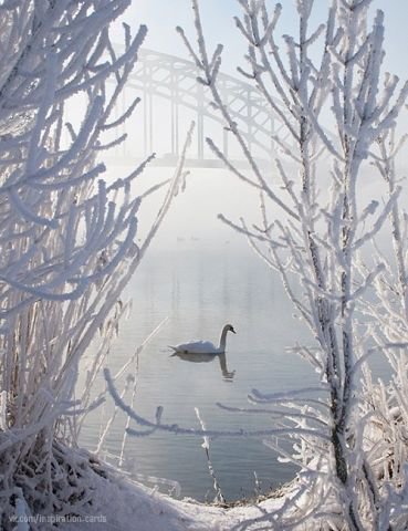 Одинокий лебедь - лебедь, зима, птицы, мост, одиночество - оригинал